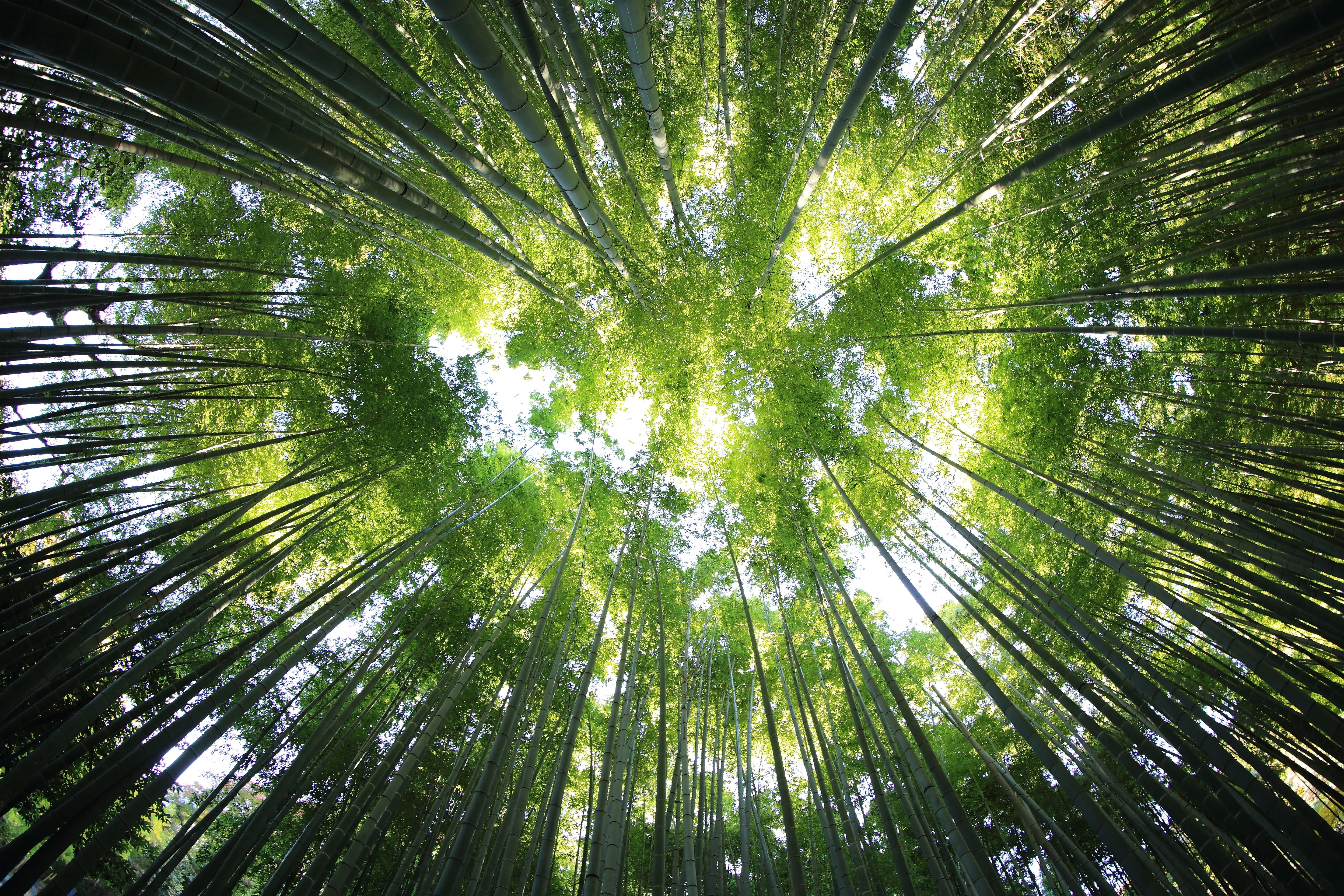 Wald von unten gesehen